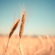 wheat in a field