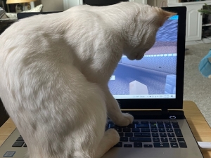 white cat sitting on open laptop keyboard; curiosity - creativity