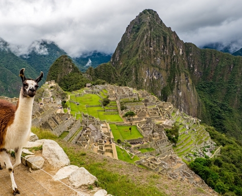 image of alpaca in front of mountain in Peru