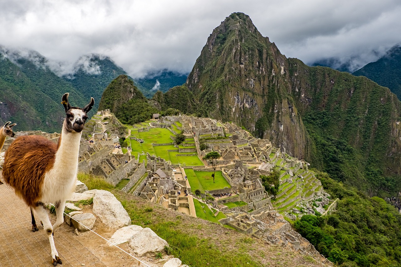 image of alpaca in front of mountain in Peru